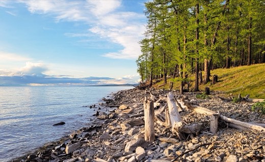 Larch forest on the rocky shore of Lake Khövsgöl